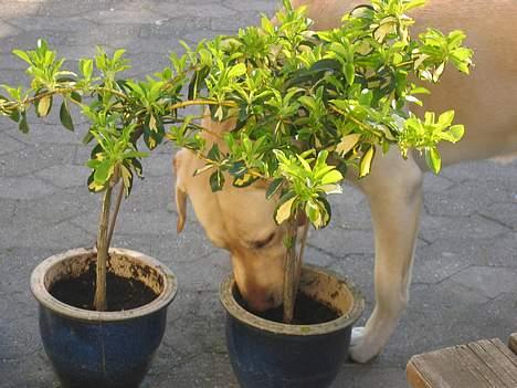 Labrador retriever sambo billede 9