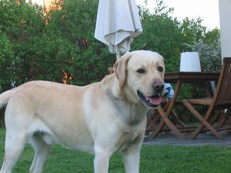 Labrador retriever sambo billede 10