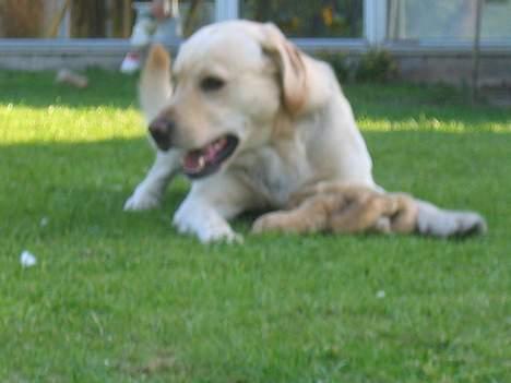 Labrador retriever sambo billede 11