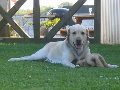 Labrador retriever sambo billede 12