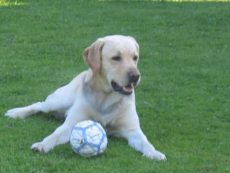 Labrador retriever sambo billede 13