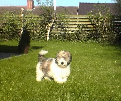 Coton de tulear Uniq Coton Sergent Pepper billede 19