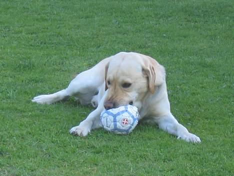 Labrador retriever sambo billede 14