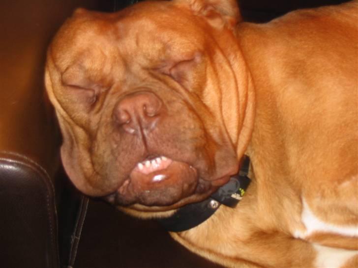 Dogue de bordeaux Freja - Død marts 2012. - ZzZzzzzz... billede 9