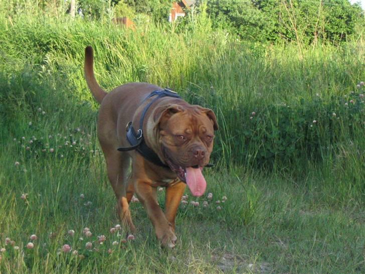 Dogue de bordeaux Freja - Død marts 2012. - Den stor jæger... på jagt efter bytte billede 10