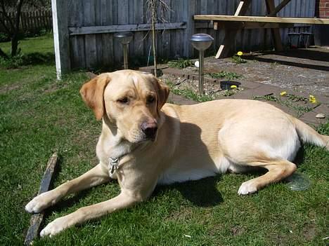 Labrador retriever Max billede 12
