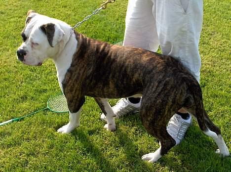 Amerikansk bulldog Østergaards Cielo - en ægte prinsesse :) billede 13