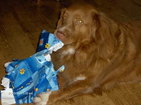 Nova scotia duck tolling retriever Dino billede 1