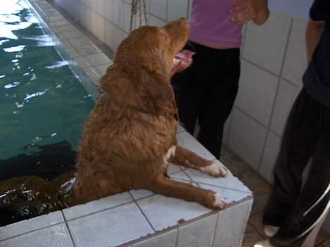 Nova scotia duck tolling retriever Dino billede 2