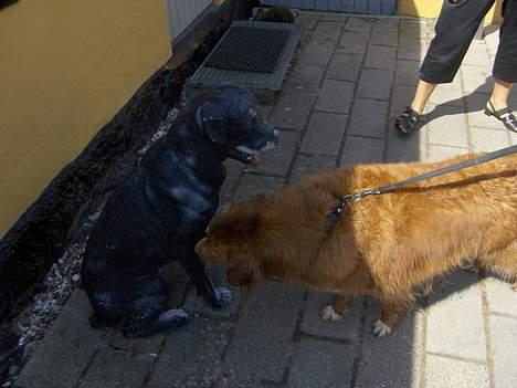 Nova scotia duck tolling retriever Dino billede 3