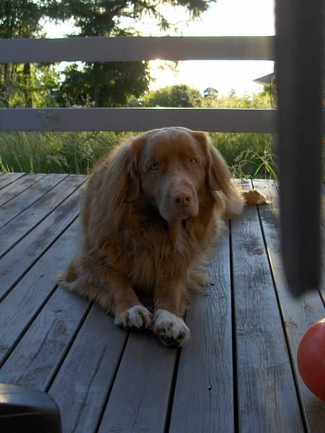 Nova scotia duck tolling retriever Dino billede 4