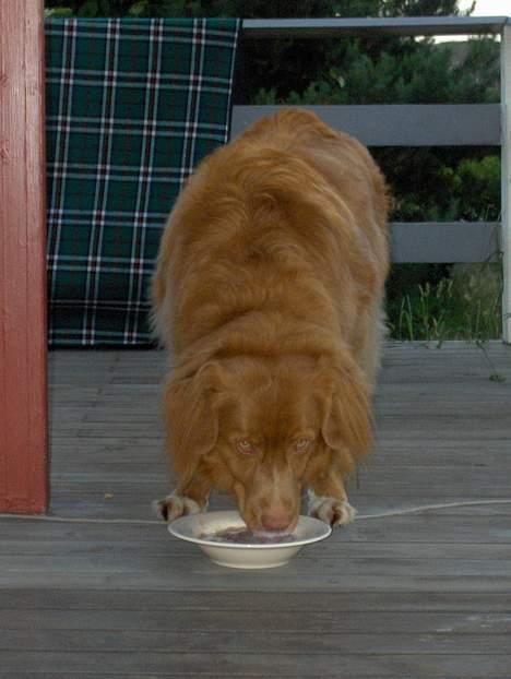 Nova scotia duck tolling retriever Dino billede 5