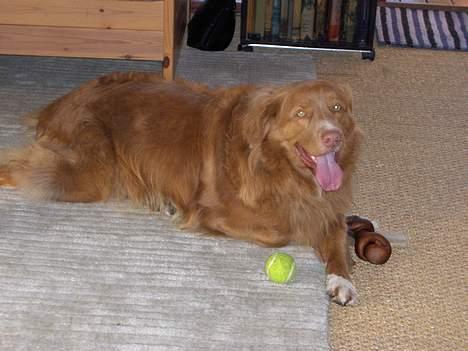 Nova scotia duck tolling retriever Dino billede 6