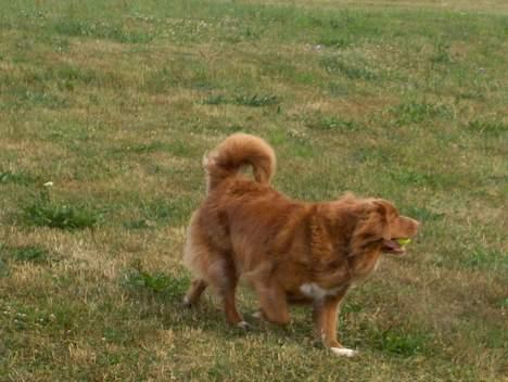Nova scotia duck tolling retriever Dino billede 7