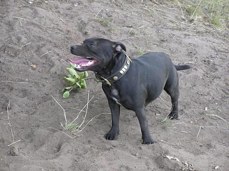 Staffordshire bull terrier Chili - chili på bakkerne billede 16