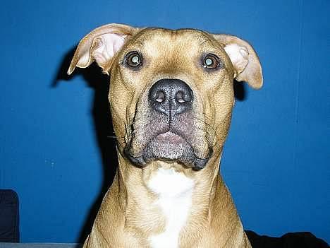 Blanding af racer Gucci R.I.P billede 1