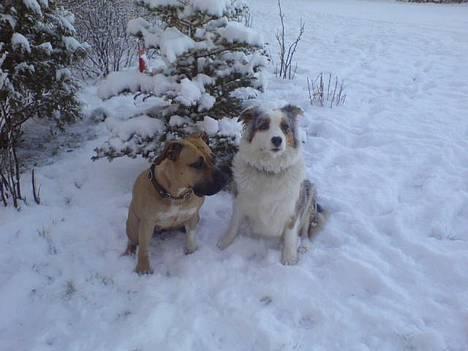 Australian shepherd izzi - tag nu det billed.vi  gidder ikke stå model igen billede 10