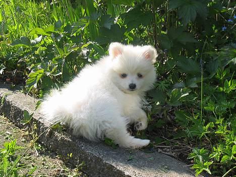 Blanding af racer Krumme - Krumme nyder det dejlige vejr i min mormors have billede 1