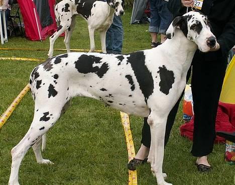 Grand danois Horsebjerg Athena (Himmelhund)  - DKK Hillerød 28.04.07  1.pr billede 20