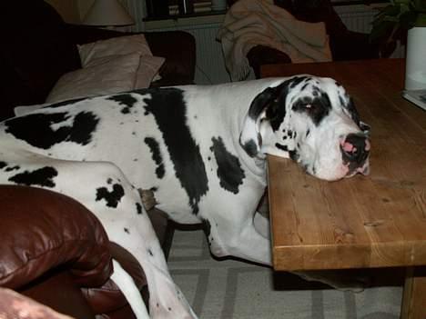 Grand danois Horsebjerg Athena (Himmelhund)  - Typisk Granddanois yndlingsposition billede 21