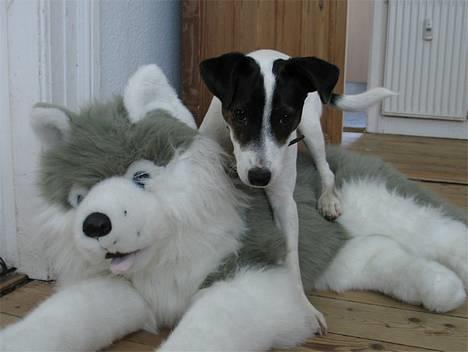 Jack russell terrier Hannibal - Hvad mener du med den ikk´ er ægte? billede 16