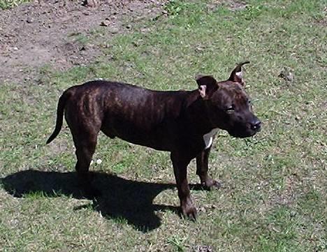 Staffordshire bull terrier "Zezar"   billede 9
