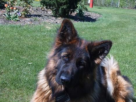 Schæferhund Haweto Natja   - "Hva mener du?" billede 7