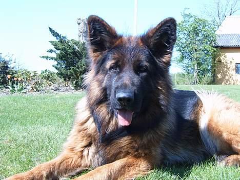 Schæferhund Haweto Natja   - Natja Natja Natja, du er og bliver min hund for evigt .. billede 8