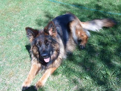 Schæferhund Haweto Natja   - Natja i det DEJLIGE sommergræs (: billede 9