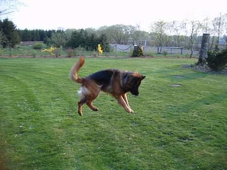 Schæferhund Haweto Natja   - En hoppende Natja .. billede 10