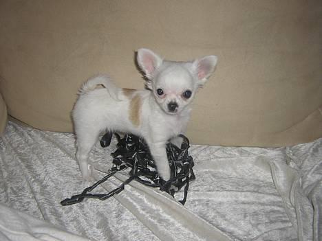 Chihuahua Destiny - Mig :-) billede 1