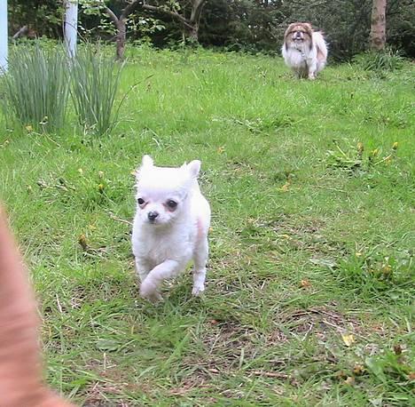 Chihuahua Destiny - I haven. Danger står og kigger i baggrunden billede 2