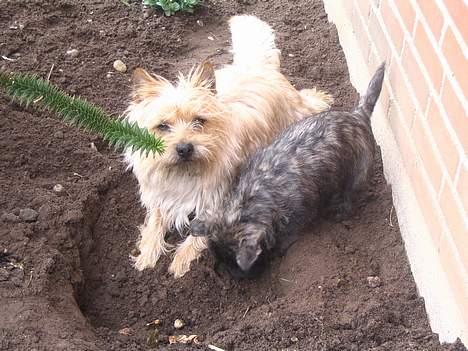 Cairn terrier Moselund's Simba - grave grave grave... ;-))  billede 5