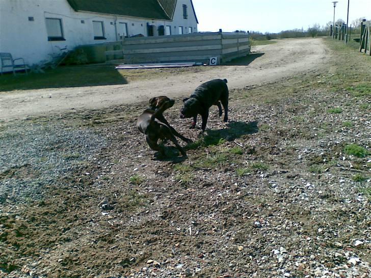 Amerikansk staffordshire terrier Gustav Jr. billede 11