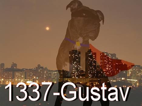 Amerikansk staffordshire terrier Gustav Jr. billede 12