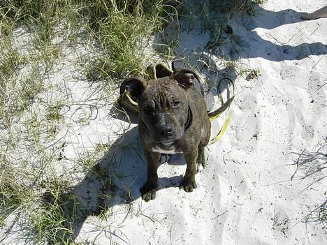 Amerikansk staffordshire terrier Gustav Jr. billede 13