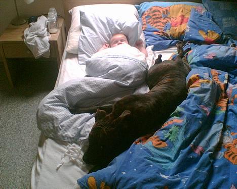 Amerikansk staffordshire terrier Gustav Jr. - Gustav blev hurtigt glad for vores gæst, det er bare for dårligt han ikke løfter dynen så man kan komme ind! :) billede 14