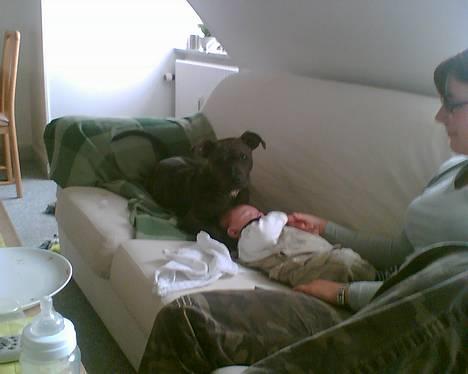 Amerikansk staffordshire terrier Gustav Jr. - Hvad er det dog for en lille en? billede 15