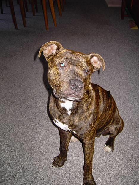 Amerikansk staffordshire terrier Gustav Jr. billede 16