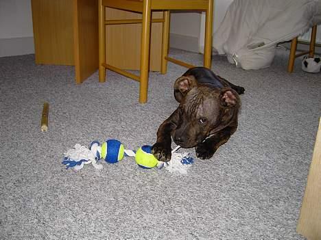 Amerikansk staffordshire terrier Gustav Jr. billede 17