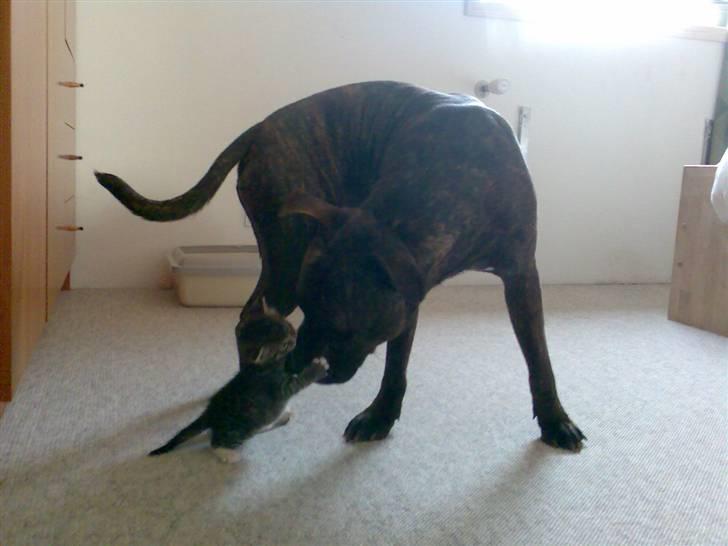 Amerikansk staffordshire terrier Gustav Jr. billede 18