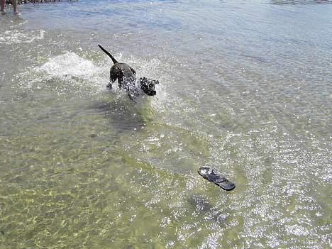Amerikansk staffordshire terrier Gustav Jr. billede 19