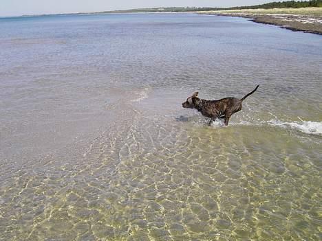 Amerikansk staffordshire terrier Gustav Jr. billede 20
