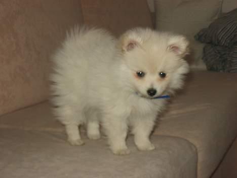 Blanding af racer Krumme - Så lille er Krumme når han står op :) Her kan man rigtig se han gyldne farve - sofaen er beige. billede 2