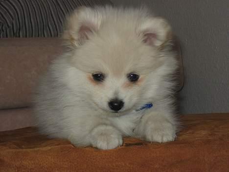 Blanding af racer Krumme - Hvem kan stå for det blik? billede 3