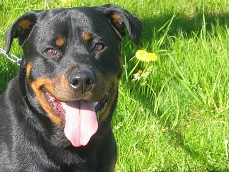 Rottweiler Kaiser RIP  - Taget den 9/5-06 billede 6