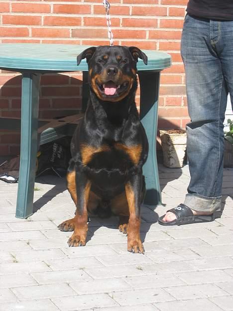Rottweiler Kaiser RIP  - Taget den 9/5-06 billede 7