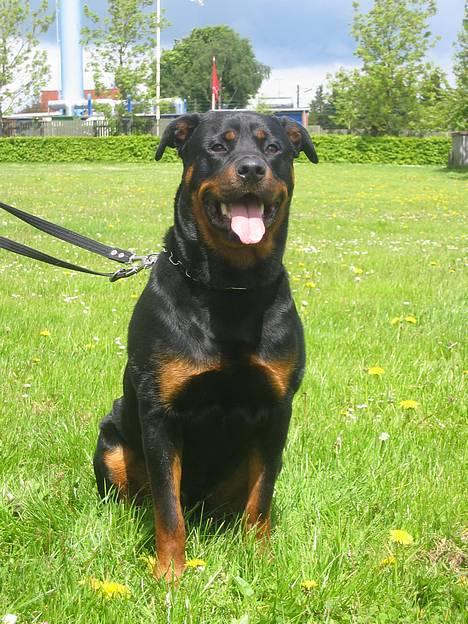 Rottweiler Kaiser RIP  - Taget den 9/5-06 billede 8