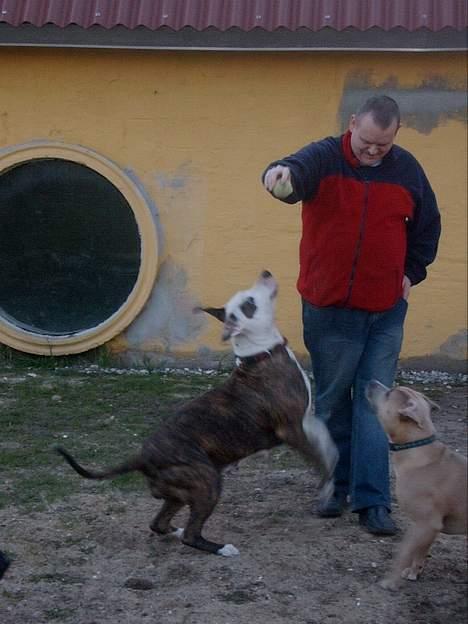Amerikansk staffordshire terrier Bitte Lady - er det en blodt? billede 6