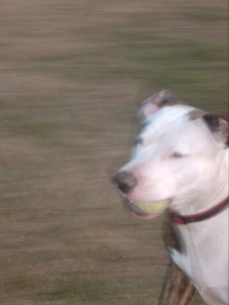 Amerikansk staffordshire terrier Bitte Lady - pas på så kommer jeg.. billede 7